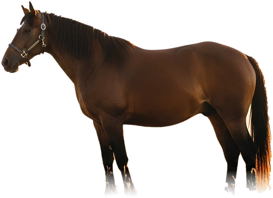 Braunes Pferd, freigestellt